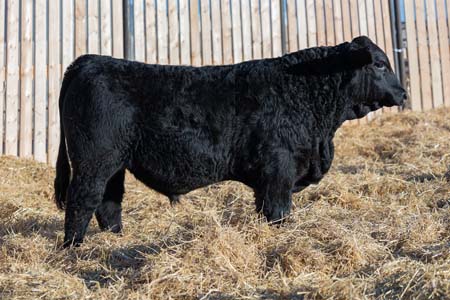 Yearling Bull